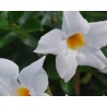 Pianta di Dipladenia Sundaville Classic white '16 (Vaso 12 cm)