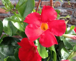 Pianta di Dipladenia Sundaville Classic early scarlet  (Vaso 12 cm)