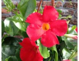 Pianta di Dipladenia Sundaville Classic early scarlet  (Vaso 12 cm)