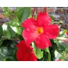 Pianta di Dipladenia Sundaville Classic early scarlet  (Vaso 12 cm)