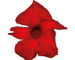 Pianta di Dipladenia Sundaville Cosmos Crimson King red (Vaso 12 cm)
