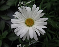 Pianta di Leucanthemum Daisy May (Vaso 14 cm)