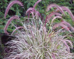 Pianta di Pennisetum Cherry Sparkler (vaso 14 cm)