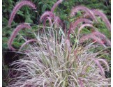 Pianta di Pennisetum Cherry Sparkler (vaso 14 cm)