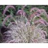 Pianta di Pennisetum Cherry Sparkler (vaso 14 cm)