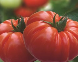 Pianta di Pomodoro Beefmaster F1 Buffalo steak