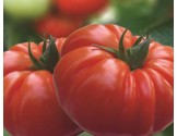 Pianta di Pomodoro Beefmaster F1 Buffalo steak