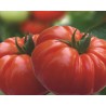 Pianta di Pomodoro Beefmaster F1 Buffalo steak