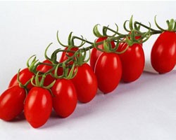 Pianta di Pomodoro Datterino F1 Luciplus (vaschetta da 4 piante)