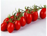 Pianta di Pomodoro Datterino F1 Luciplus (vaschetta da 4 piante)