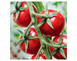 Pianta di Pomodoro F1 Prezioso (Vaschetta da 4 piante)