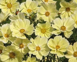 Pianta di Cosmos Xanthos (Vaso 14 cm)