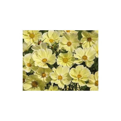 Pianta di Cosmos Xanthos (Vaso 14 cm)