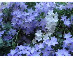 Pianta di Campanula isophylla ricadente