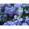 Pianta di Campanula isophylla ricadente