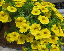 Pianta di Calibrachoa  yellow (Vaso 14 cm)