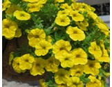 Pianta di Calibrachoa  yellow (Vaso 14 cm)