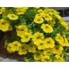 Pianta di Calibrachoa  yellow (Vaso 14 cm)