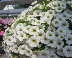 Pianta di Calibrachoa white (Vaso 14 cm)