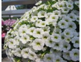 Pianta di Calibrachoa white (Vaso 14 cm)