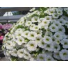 Pianta di Calibrachoa white (Vaso 14 cm)