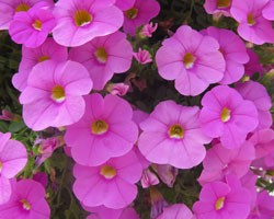Pianta di Calibrachoa  pink (Vaso 14 cm)