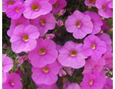Pianta di Calibrachoa  pink (Vaso 14 cm)