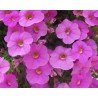 Pianta di Calibrachoa  pink (Vaso 14 cm)