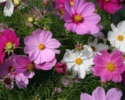 Pianta di Cosmos Sonata mix (Vaso 14 cm)