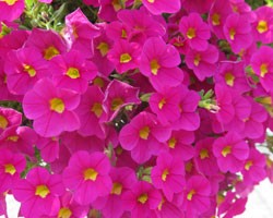 Pianta di Calibrachoa  hot pink (Vaso 14 cm)