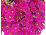 Pianta di Calibrachoa  hot pink (Vaso 14 cm)