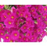 Pianta di Calibrachoa  hot pink (Vaso 14 cm)
