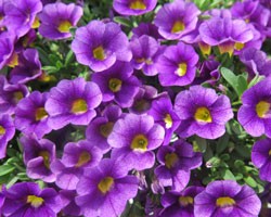 Pianta di Calibrachoa blue (Vaso 14 cm)