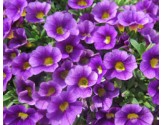 Pianta di Calibrachoa blue (Vaso 14 cm)