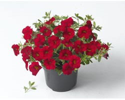 Pianta di Calibrachoa red (Vaso 14 cm)
