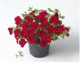 Pianta di Calibrachoa red (Vaso 14 cm)