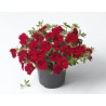 Pianta di Calibrachoa red (Vaso 14 cm)