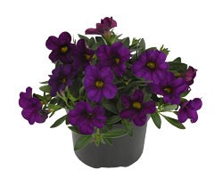 Pianta di Calibrachoa purple (Vaso 14 cm)