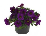 Pianta di Calibrachoa purple (Vaso 14 cm)