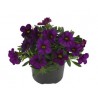 Pianta di Calibrachoa purple (Vaso 14 cm)