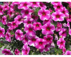 Pianta di Calibrachoa Volcano neon (Vaso 14 cm)