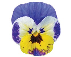 Pianta di Viola a fiore piccolo Admire Jolly face