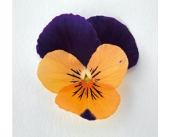 Pianta di Viola a fiore piccolo Admire Orange purple wing