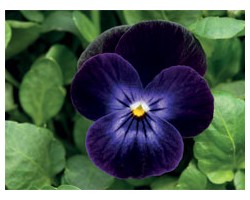 Pianta di Viola a fiore piccolo Admire Deep purple