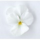 Pianta di Viola a fiore piccolo Admire White