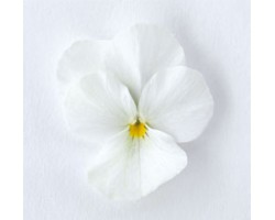 Pianta di Viola a fiore piccolo Admire White