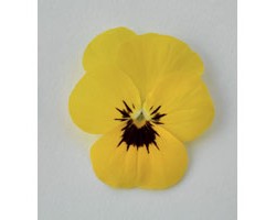 Pianta di Viola a fiore piccolo Admire Yellow blotch