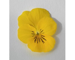 Pianta di Viola a fiore piccolo Admire Yellow