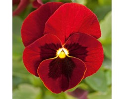Pianta di Viola a fiore piccolo Admire Red blotch