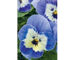 Pianta di Viola a fiore piccolo Admire Marina